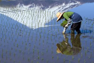Landbouwprobleem ziet er heel anders uit in Japan