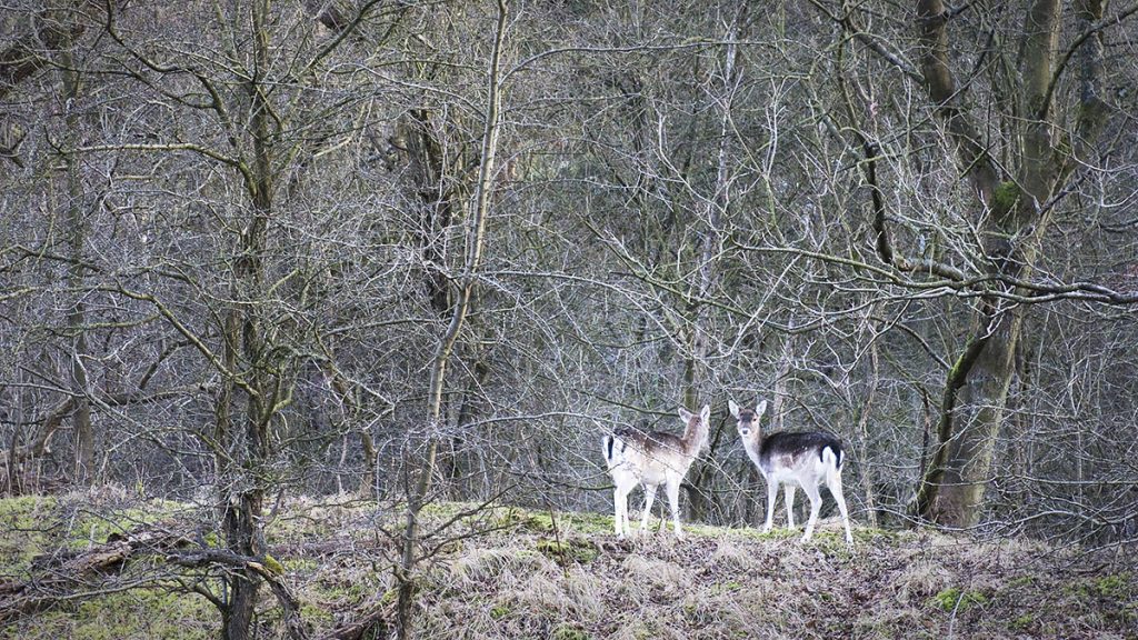 damherten. Voorkomen van infectieziektes