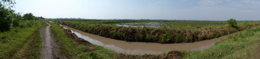 rice fields malaria