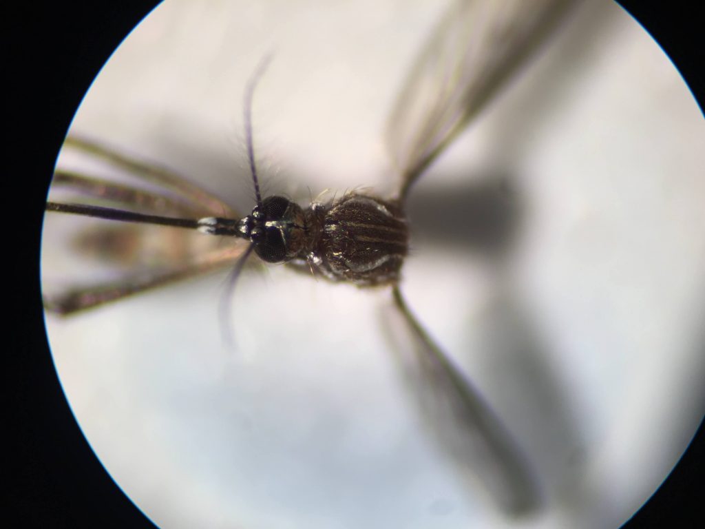 Aedes aegypti zikamug