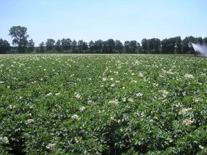 Aardappelveld Vredepeel