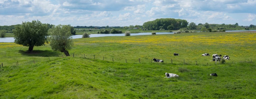 Landschap bloeiende weide