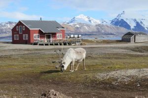 A Svalbard reindeer in town. © Tinka Murk