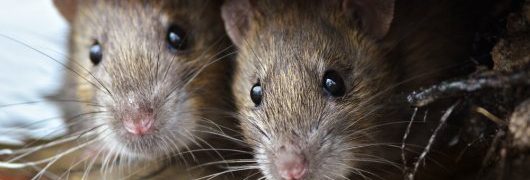 ratten