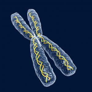 shutterstock_1221071_chromosoom_x_dna_genetica_gen_lr