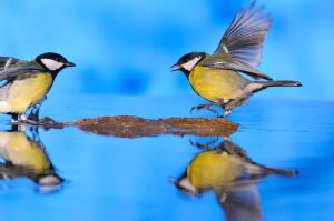pod-shutterstock_213799948_koolmees_weerspiegeling, pitchen