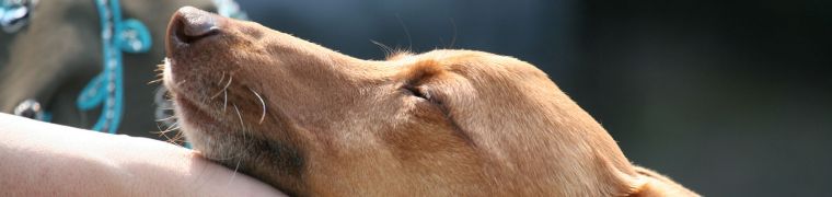 Fokken en genetica van hondenras
