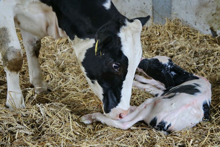 Van kalf tot koe, maar hoe? Wat komt daar allemaal bij kijken