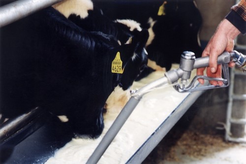 Eenzijdige melkvoedering bij vleeskalveren leidt tot blank kalfsvlees