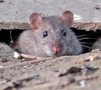 zoogdieren de eigenwijze tuin Bruine Rat In De Tuin