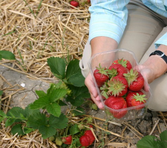 Aardbeien plukken, prosumptie