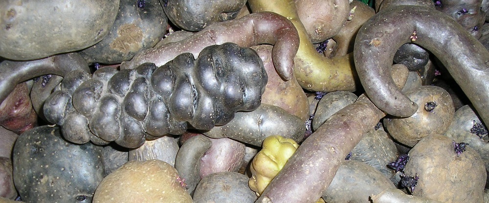 Wilde varianten aardappelen
