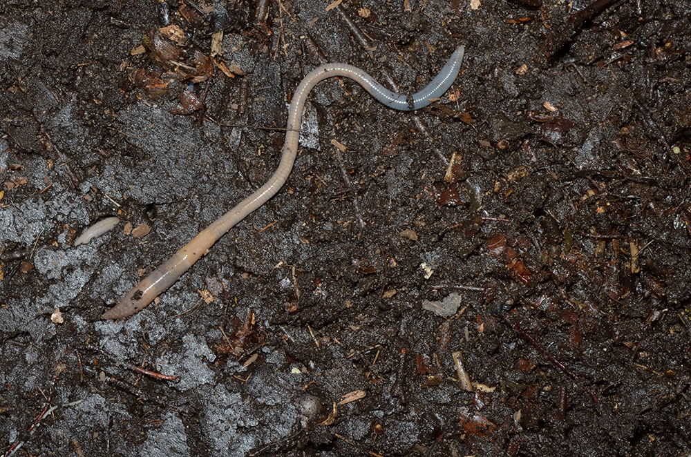 Levende bodem regenworm