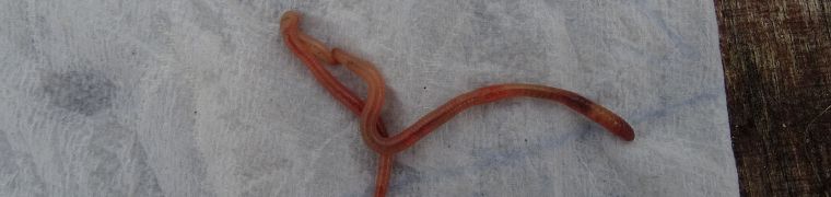 Caliginosa wormen - Varkenspoep als voeding
