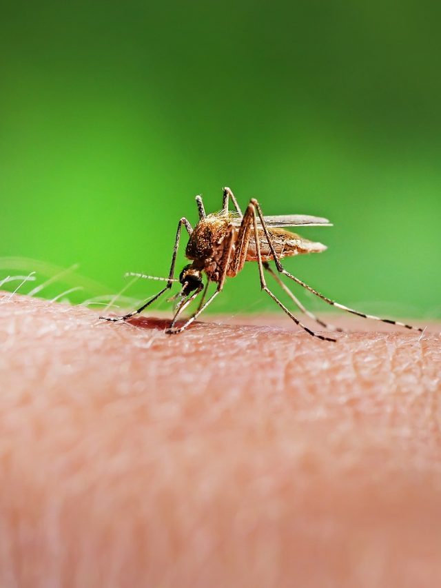Westnijlvirus in Nederland