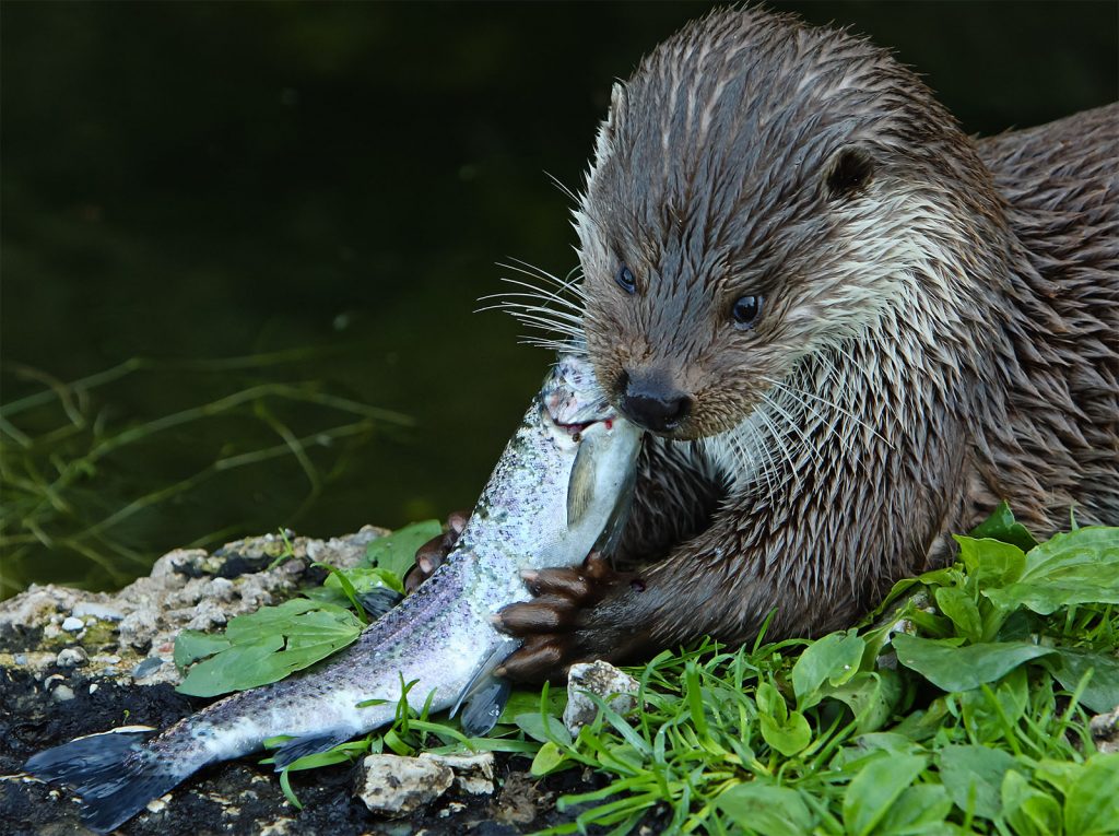 Otter geniet van waterkwaliteit