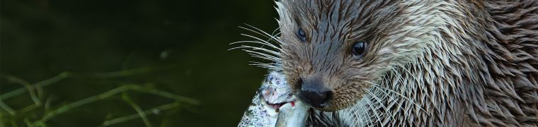 Otter geniet van waterkwaliteit