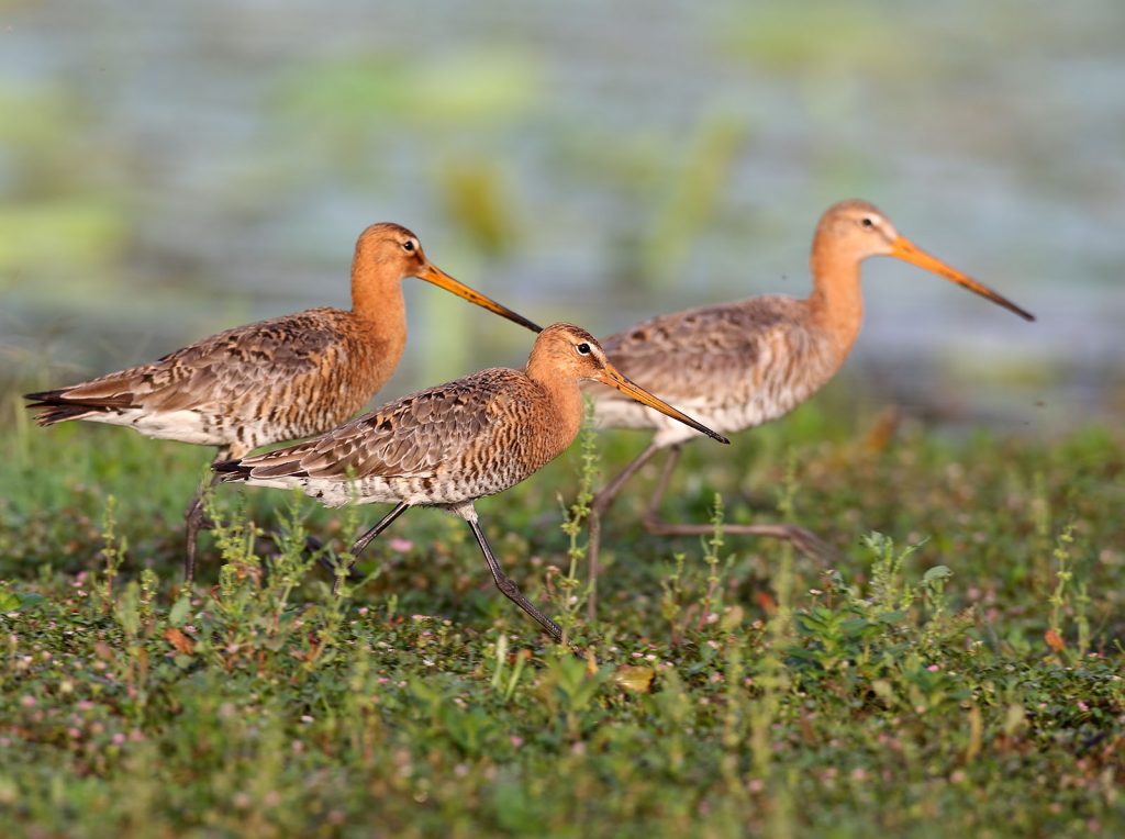 Het gaat slecht met de grutto en andere weidevogels door afname geschikte broedgebieden