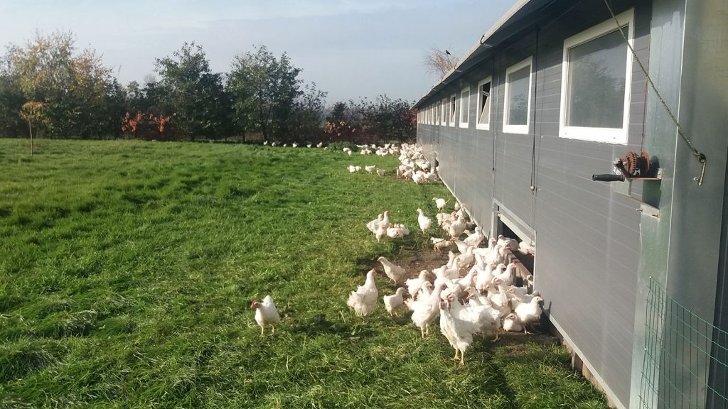 Vogelgriep voorkomen - de rol van wilde watervogels bij verspreiding