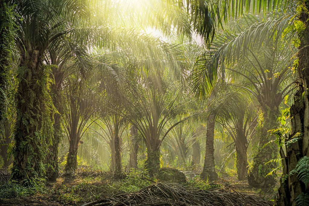 Oliepalmplantages brengen veengronden in gevaar