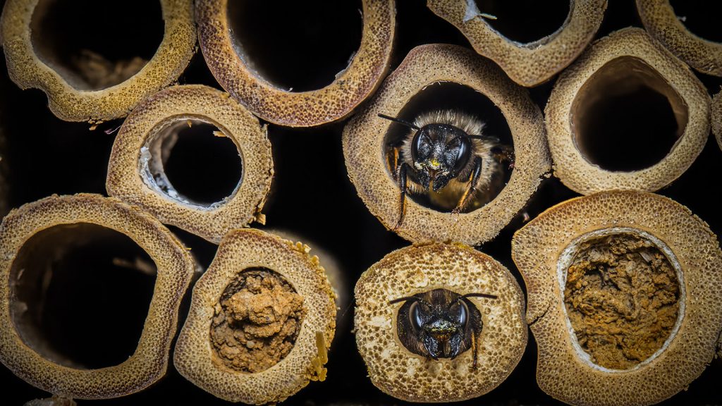 Help de wilde bij - metselbij in bijenhotel