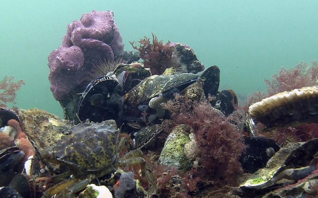 Platte oesters terug in de Noordzee
