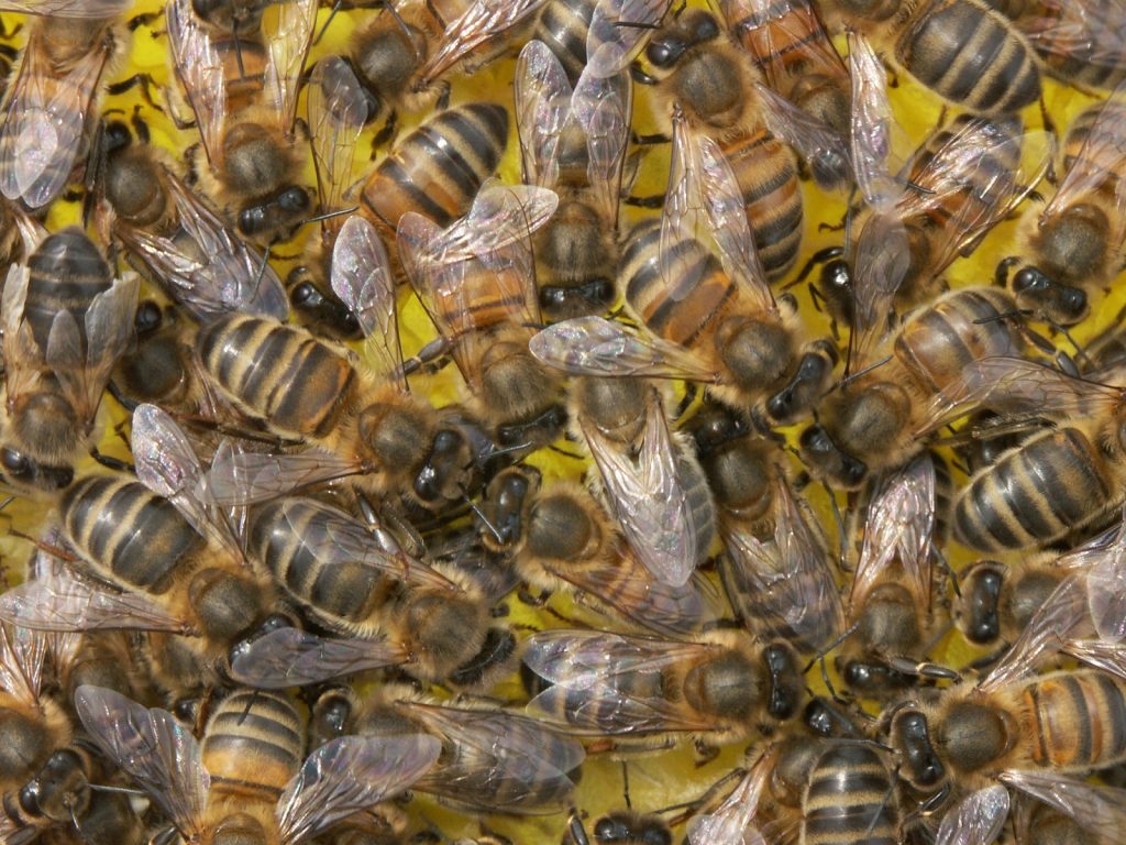 Natuur maakt honingbijen weerbaar