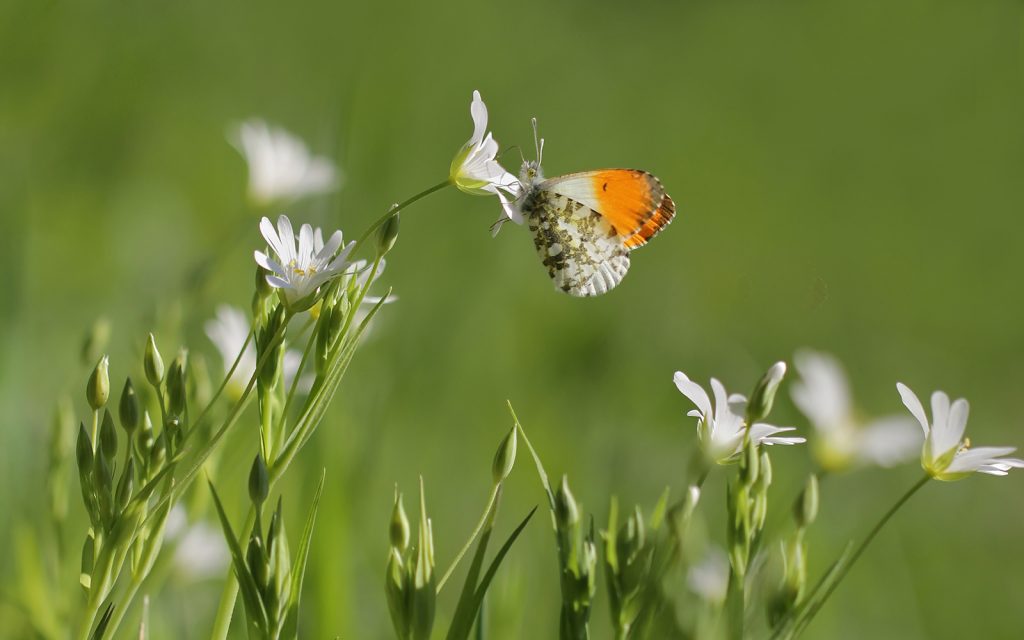 Werk maken van biodiversiteit