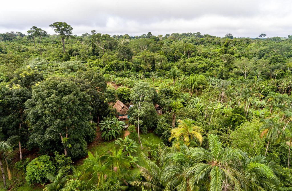 Tropische bossen als klimaatoplossing