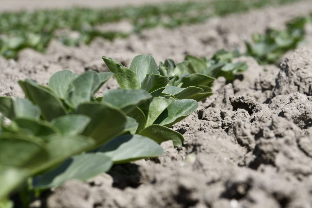 Kringlooplandbouw Uittesten Op De Boerderij Van De Toekomst - Uitgelicht